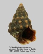 Echinolittorina malaccana